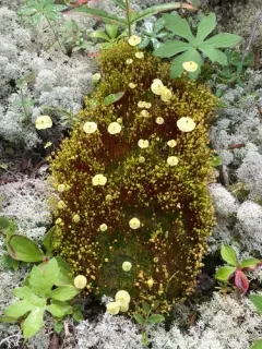 Cruet Collar-moss thumbnail 2