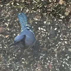 Blue Jay thumbnail 4
