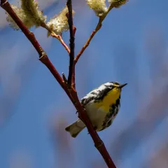 Yellow-throated Warbler thumbnail 4
