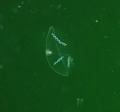 Umbrella Jelly thumbnail 4