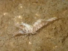 Stimpson Coastal Shrimp thumbnail 3