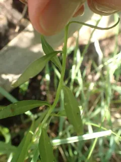 globe candytuft thumbnail 2