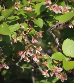 Pacific plum thumbnail 4