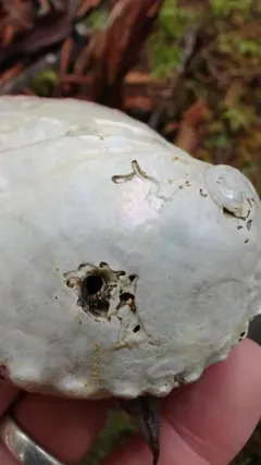 Abalone Piddock thumbnail 2