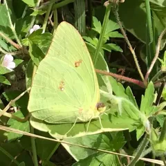 Cloudless Sulphur thumbnail 3