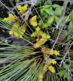 northern spikemoss thumbnail 2