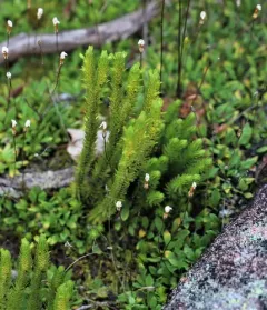 mountain firmoss thumbnail 3