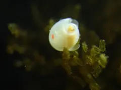 California Diaphana thumbnail 2