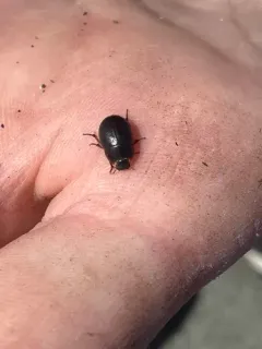 Ciliate Dune Beetle thumbnail 4