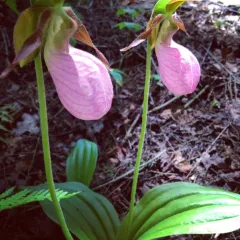 pink lady's slipper thumbnail 4