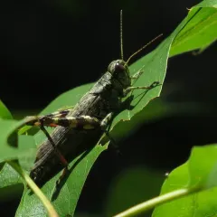Pine tree Spur-throat Grasshopper thumbnail 2