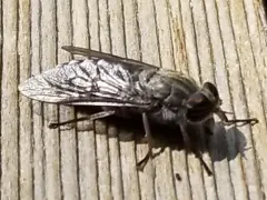 Hybomitra microcephala thumbnail 3