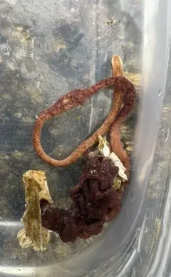 Emplectonema buergeri thumbnail 3