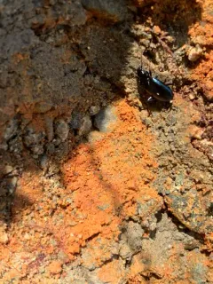 Nippononebria virescens thumbnail 1