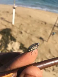Buprestis maculipennis thumbnail 1