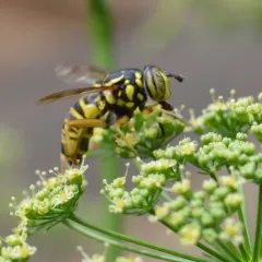 Foxlee's Hornet Fly thumbnail 4
