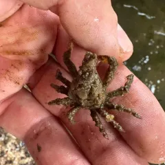 Sharpnose Crab thumbnail 2