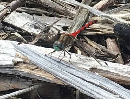 Blue-faced Meadowhawk