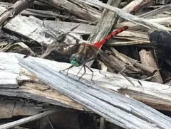 Blue-faced Meadowhawk thumbnail 1