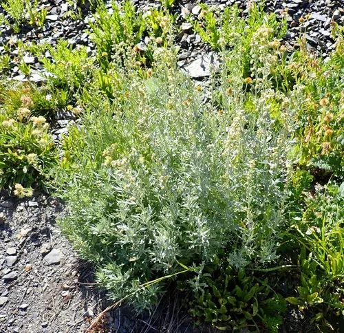 Tilesius Wormwood