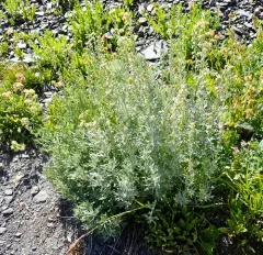 Tilesius Wormwood thumbnail 1