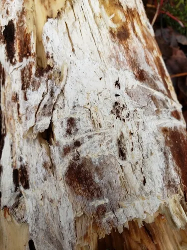 Elder Whitewash