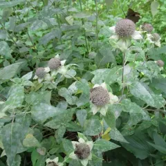 Golovinomyces monardae thumbnail 2