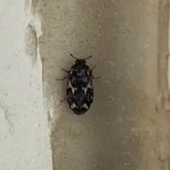 Corn Carpet Beetle thumbnail 3