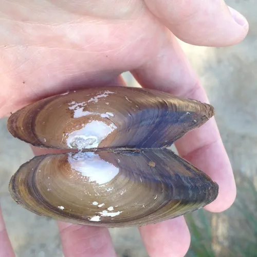 Eastern Floater