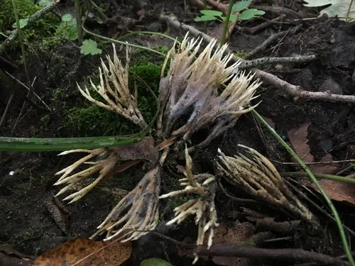 Tremellodendron cladonia