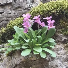 Maguire's Primrose thumbnail 4