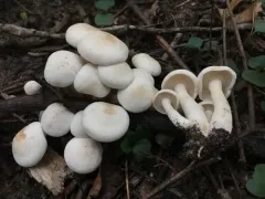 Leucopaxillus laterarius thumbnail 3