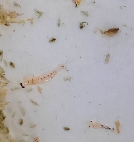 North Pacific krill