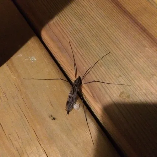 Giant Crane Fly