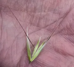 slender wild oat thumbnail 3