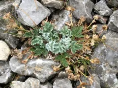 Pretty cinquefoil thumbnail 3
