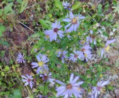 Robyns' Aster thumbnail 2
