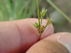 Uromyces silphii thumbnail 3