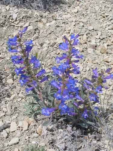Sand Penstemon