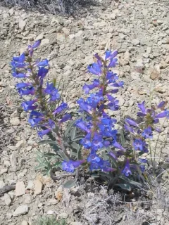 Sand Penstemon thumbnail 1