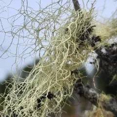 Witch's Hair thumbnail 3