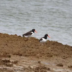 American Oystercatcher thumbnail 1