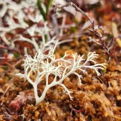Green Reindeer Lichen thumbnail 4