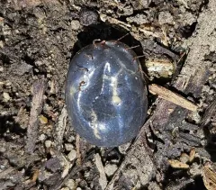 Rabbit Tick thumbnail 3