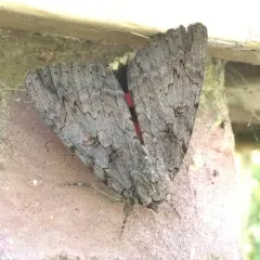 Sweetheart Underwing thumbnail 3