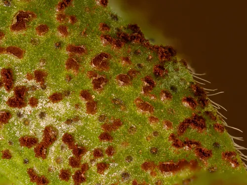 periwinkle rust
