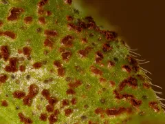 periwinkle rust thumbnail 1