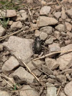 Calosoma moniliatum thumbnail 3
