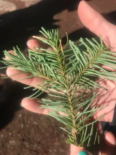red fir thumbnail 4