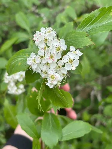 Suksdorf's Hawthorn